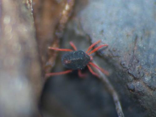 Réf. 248 572 : Penthaleus sp.